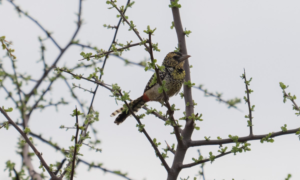 D'Arnaud's Barbet - ML638257075