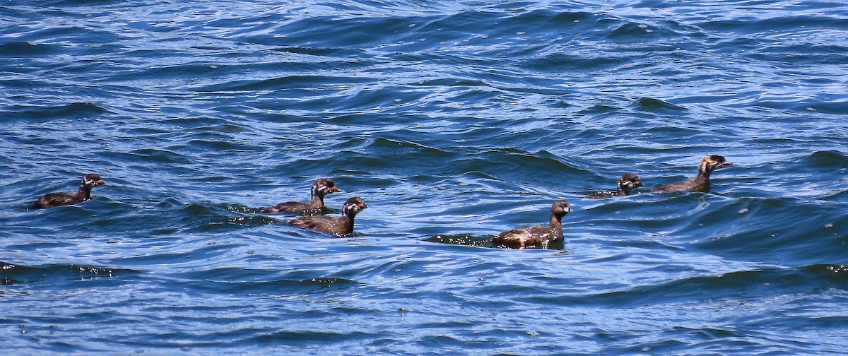 Pied-billed Grebe - ML638257101