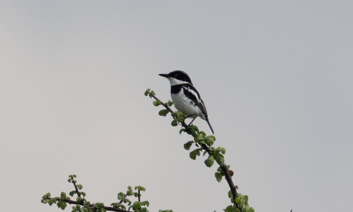 Pygmy Batis - ML638257103