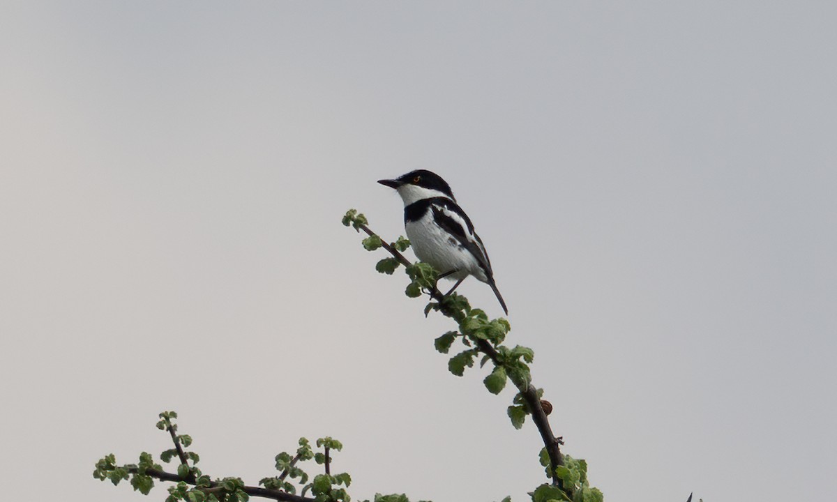 Pygmy Batis - ML638257104