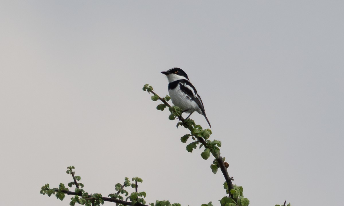 Pygmy Batis - ML638257105