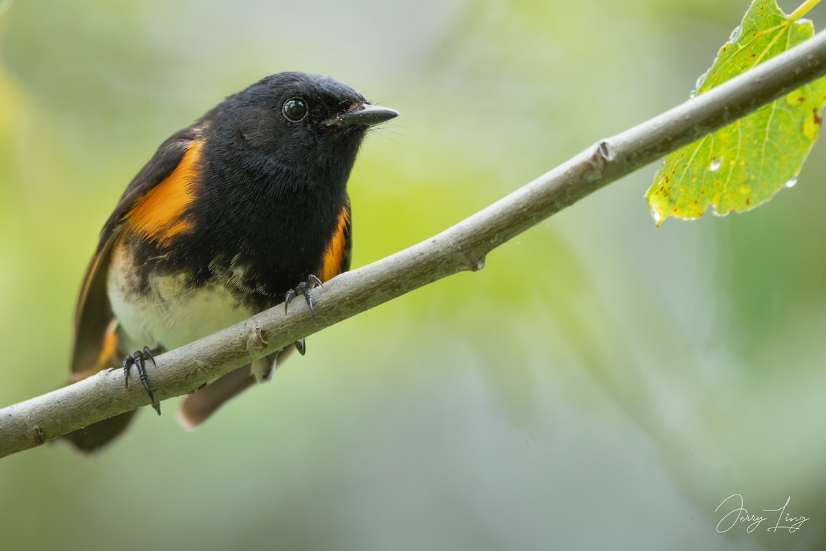 American Redstart - ML638257107
