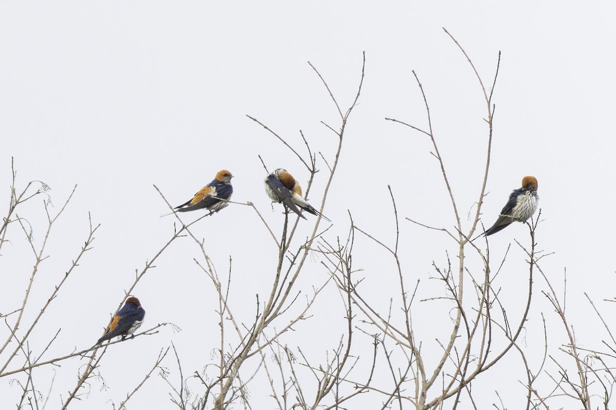 Golondrina Cabecirrufa - ML638257111