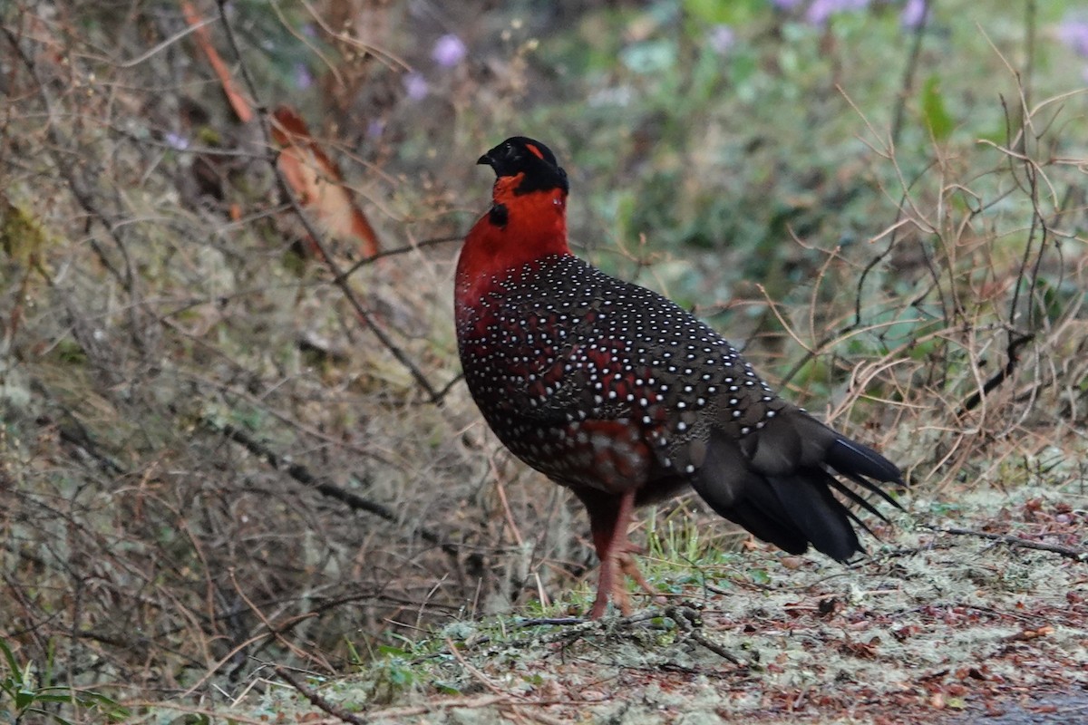 Satyr Tragopan - ML638257116