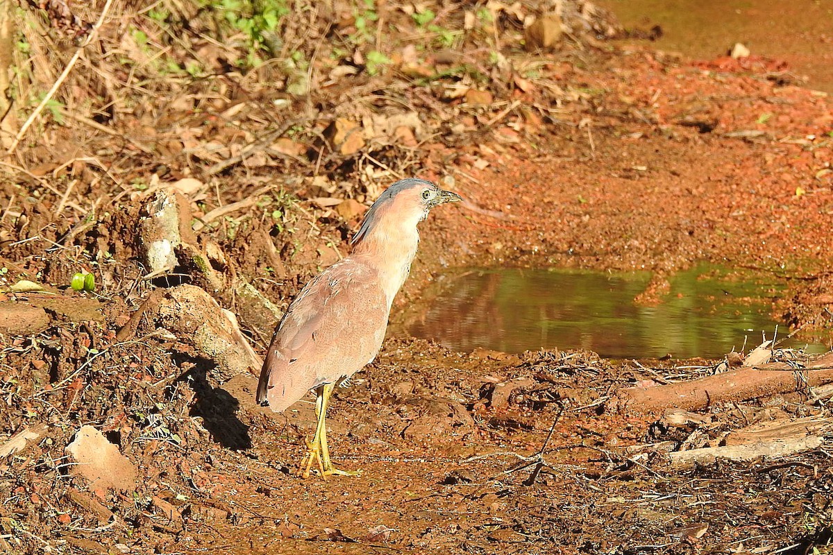 Malayan Night Heron - ML638257117