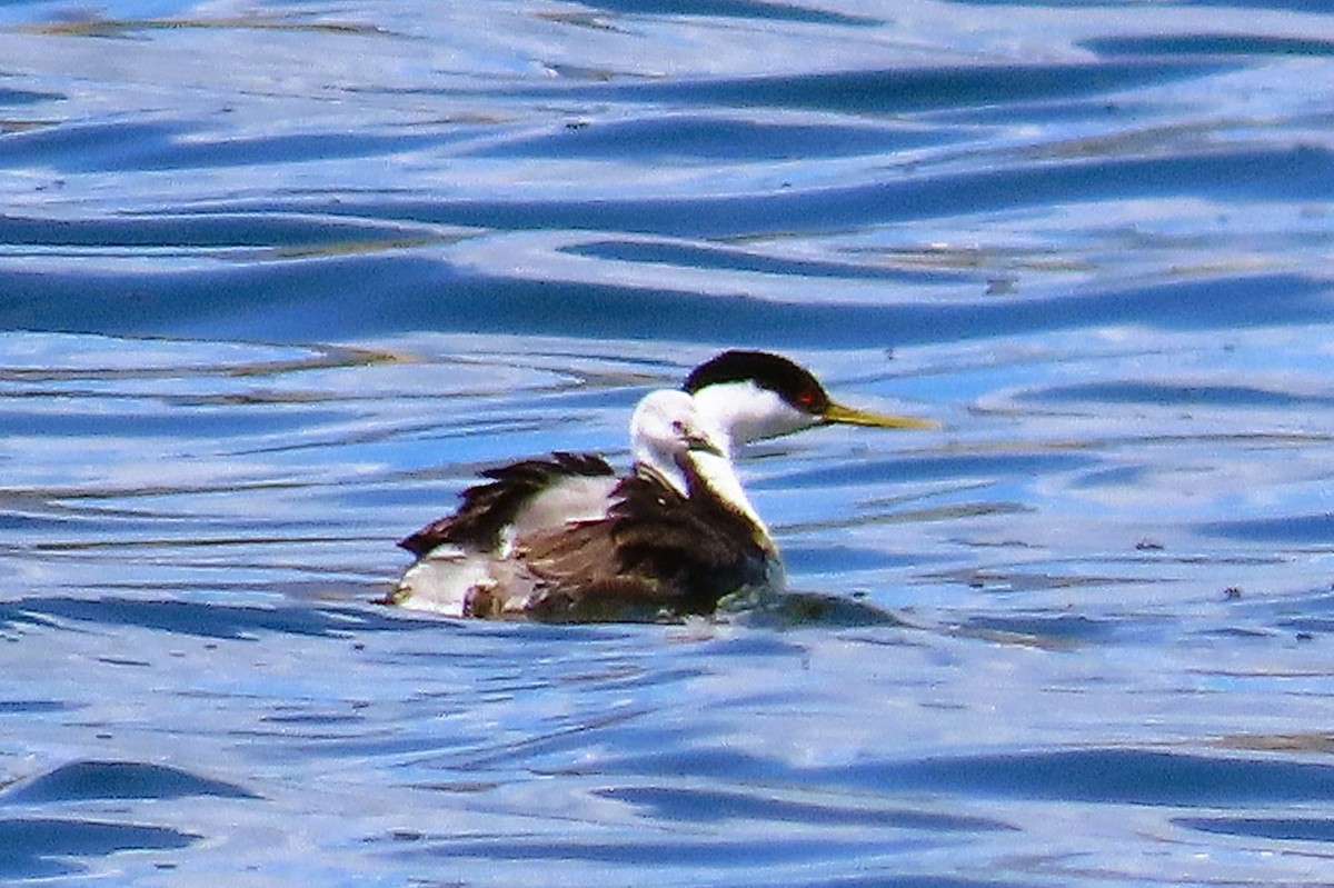 Western Grebe - ML638257119