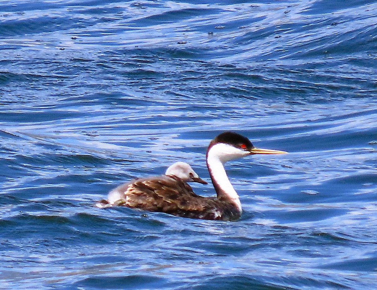 Western Grebe - ML638257122
