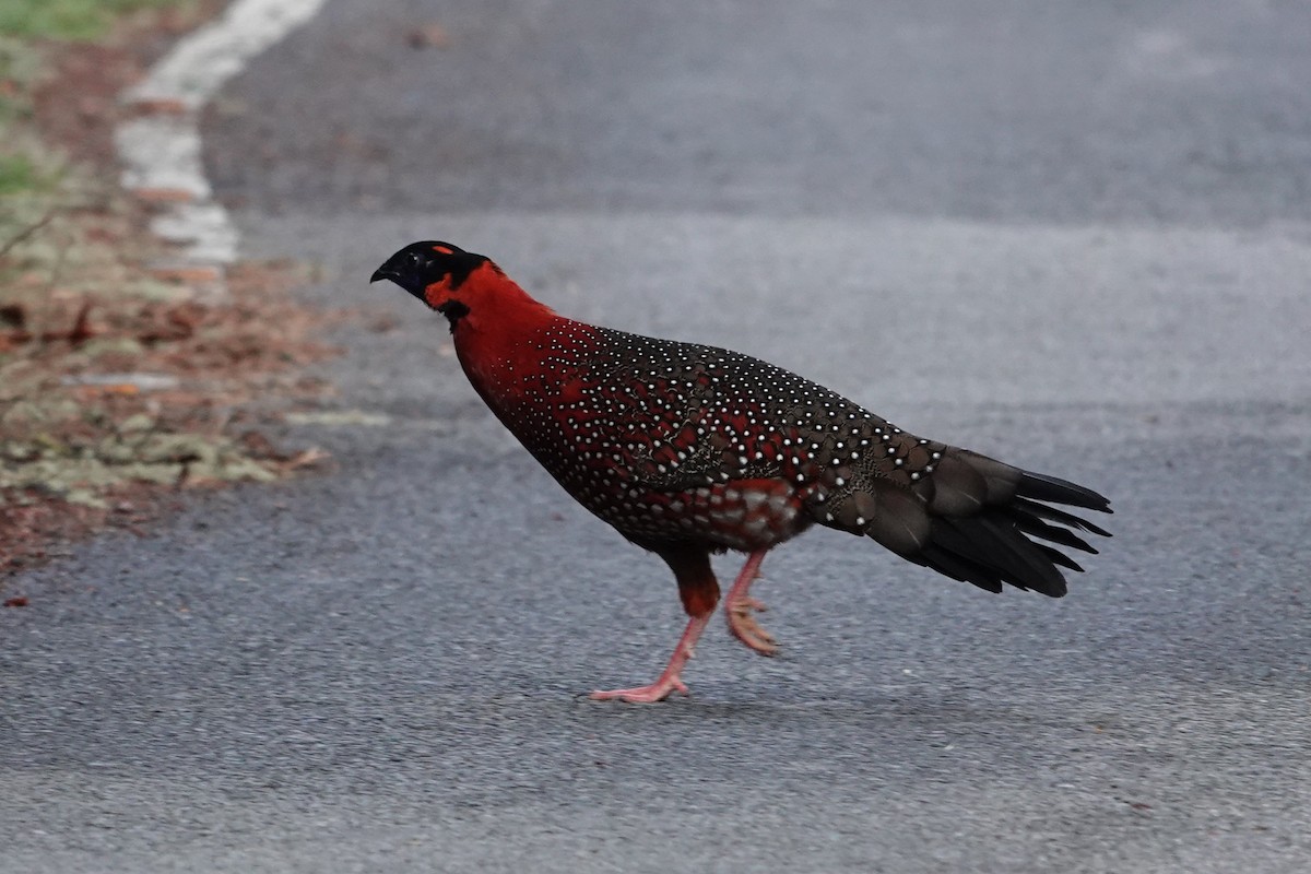 Satyr Tragopan - ML638257136