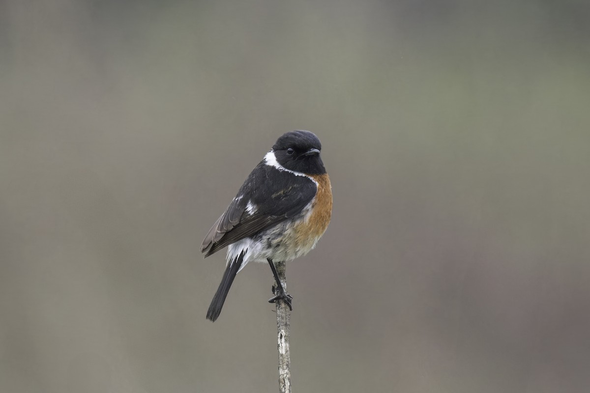African Stonechat - ML638257138