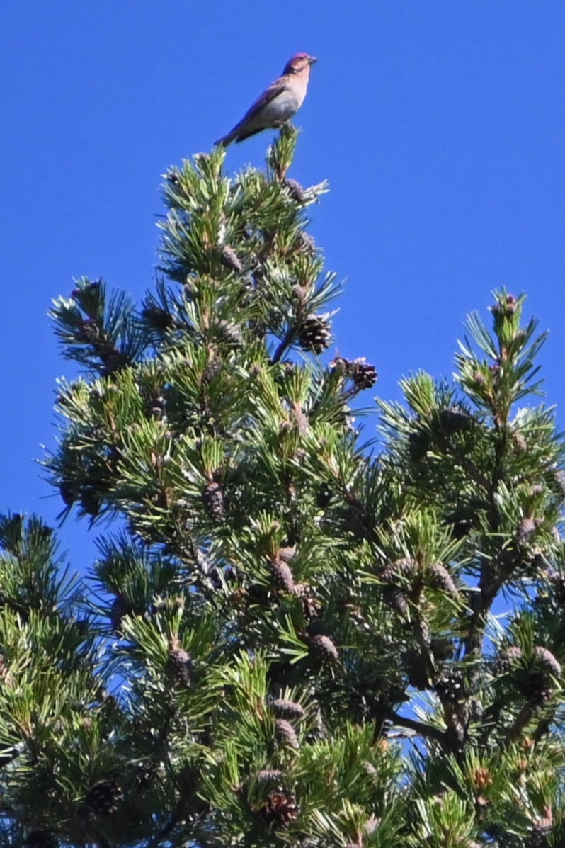 Cassin's Finch - ML638257152