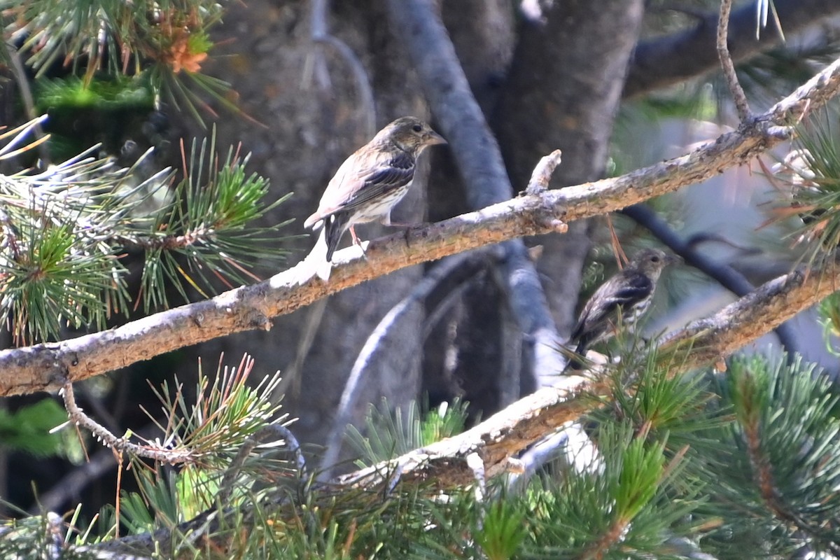 Cassin's Finch - ML638257153