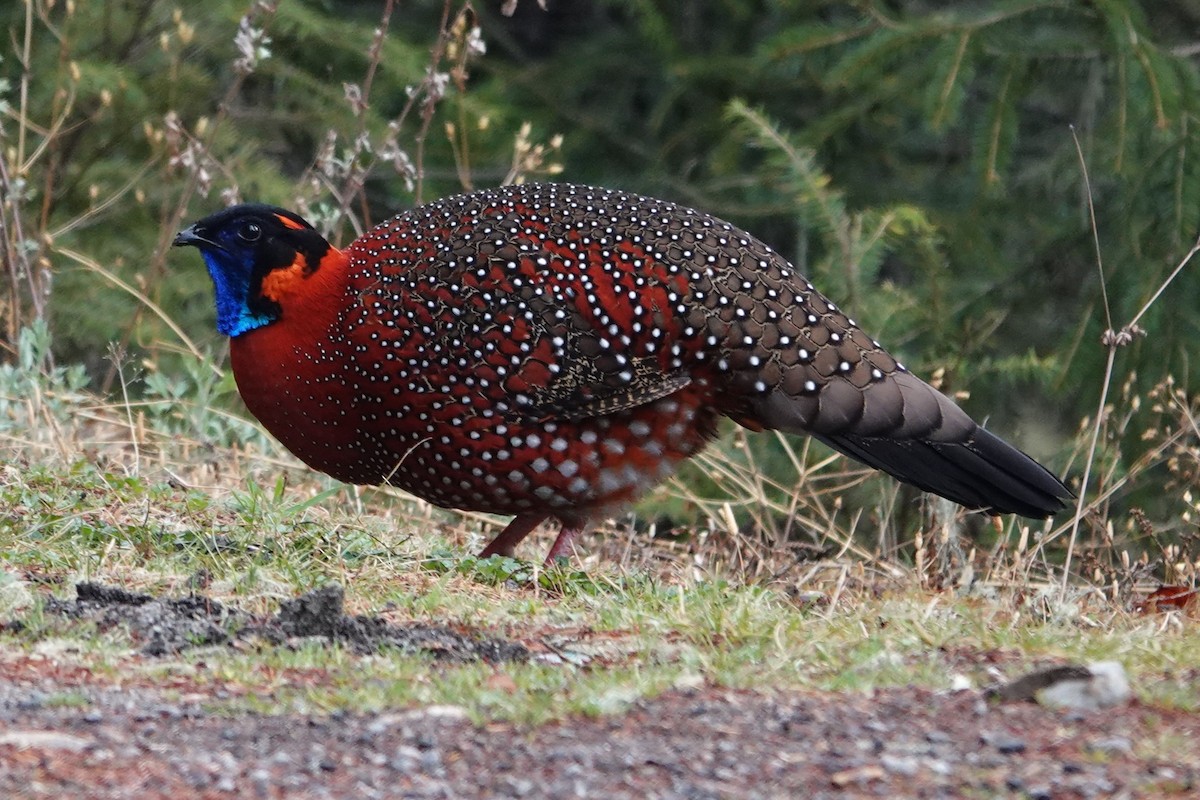 Satyr Tragopan - ML638257157