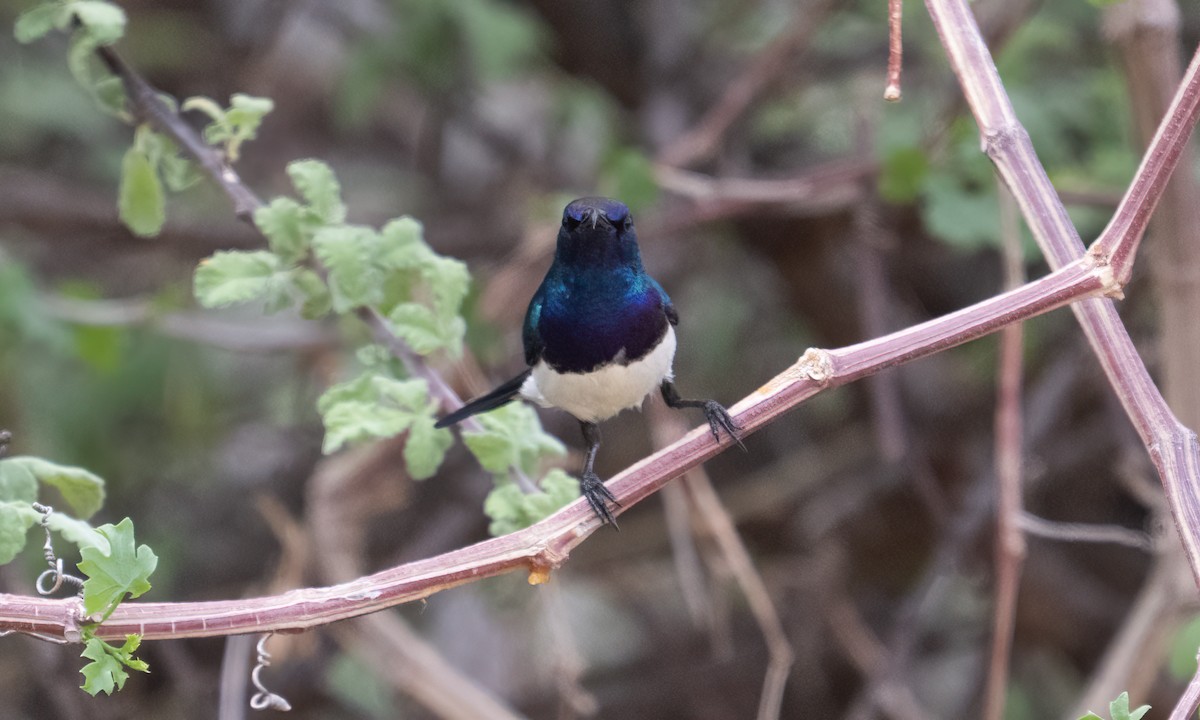 Variable Sunbird - ML638257158