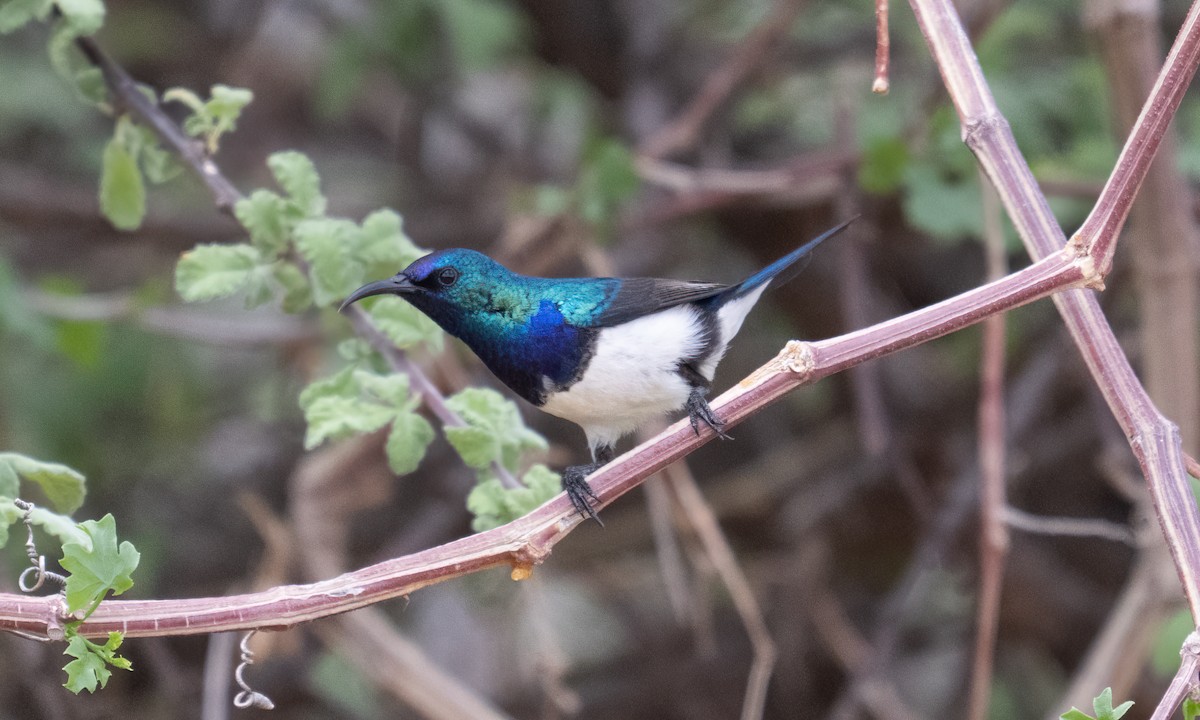 Variable Sunbird - ML638257161