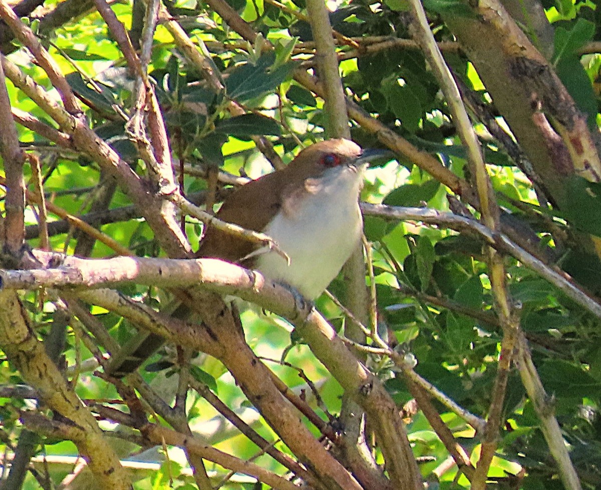 Black-billed Cuckoo - ML638257169