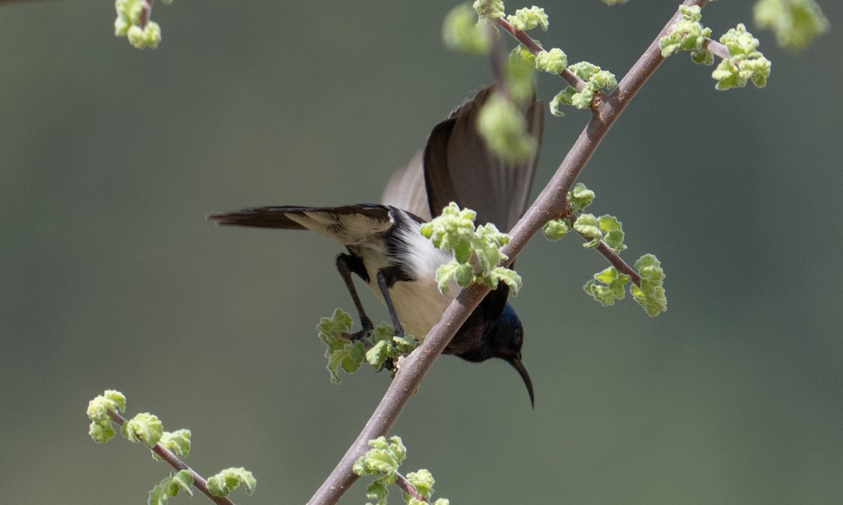 Variable Sunbird - ML638257176