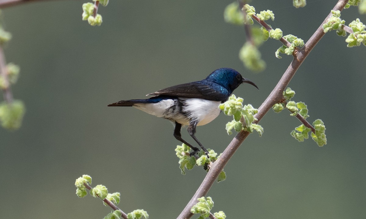 Variable Sunbird - ML638257178