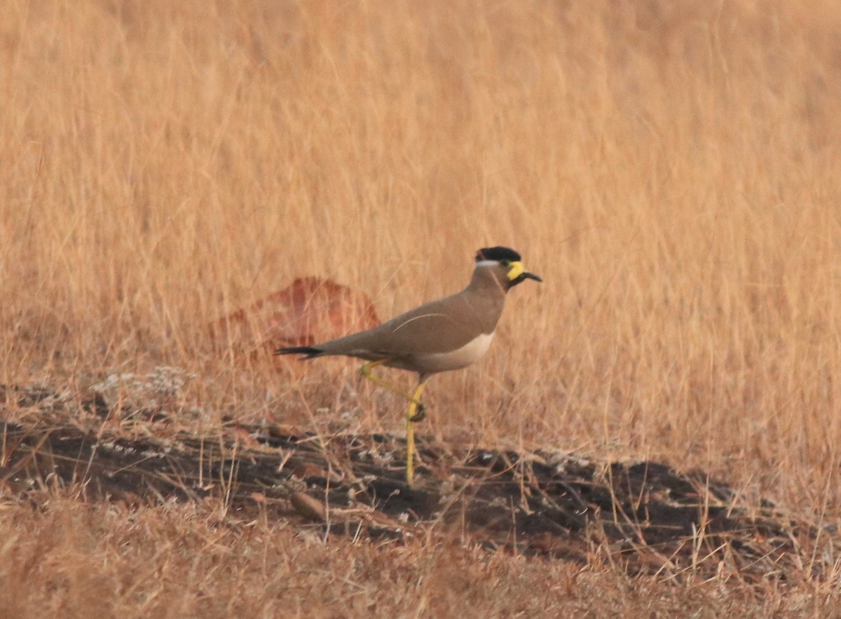 Yellow-wattled Lapwing - ML638257181