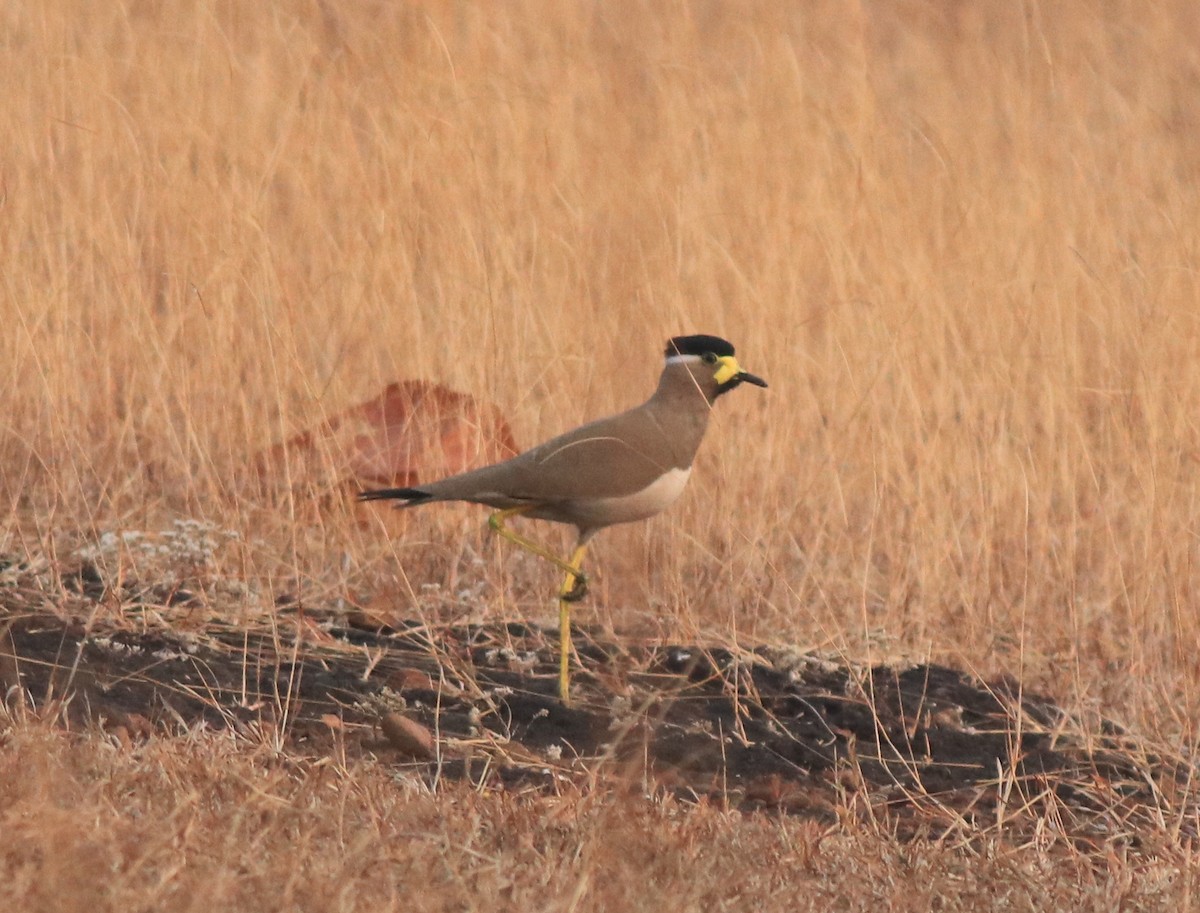 Yellow-wattled Lapwing - ML638257182