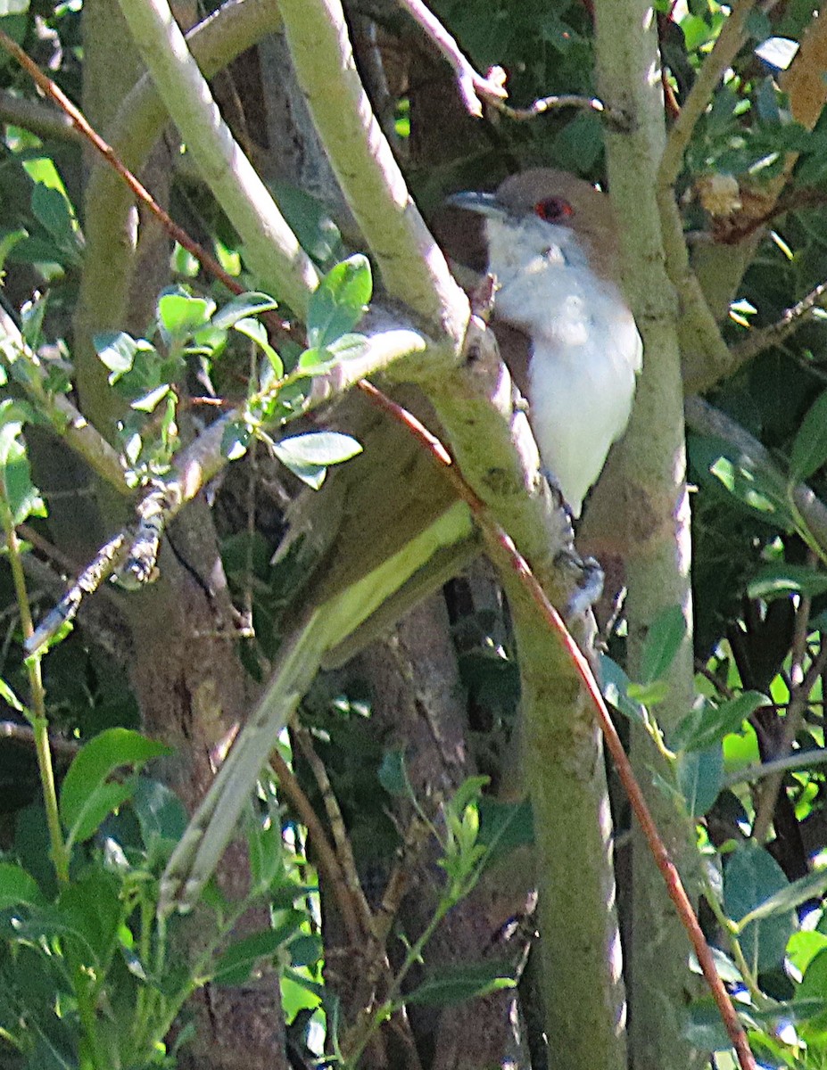 Black-billed Cuckoo - ML638257195