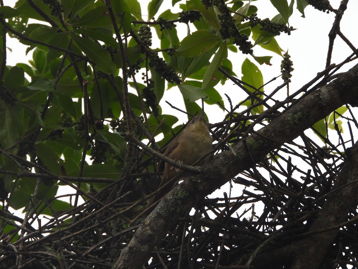 Plain Thornbird - ML638257196