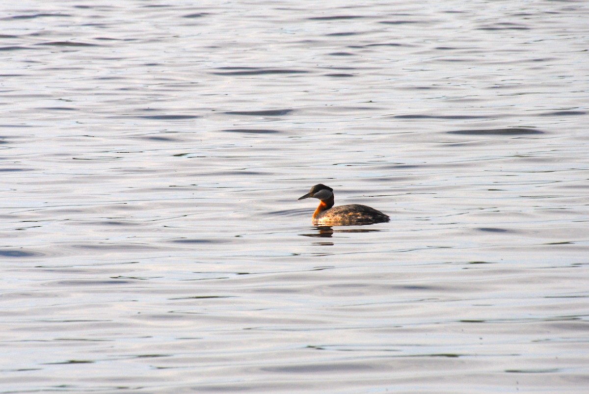 Red-necked Grebe - ML638257197