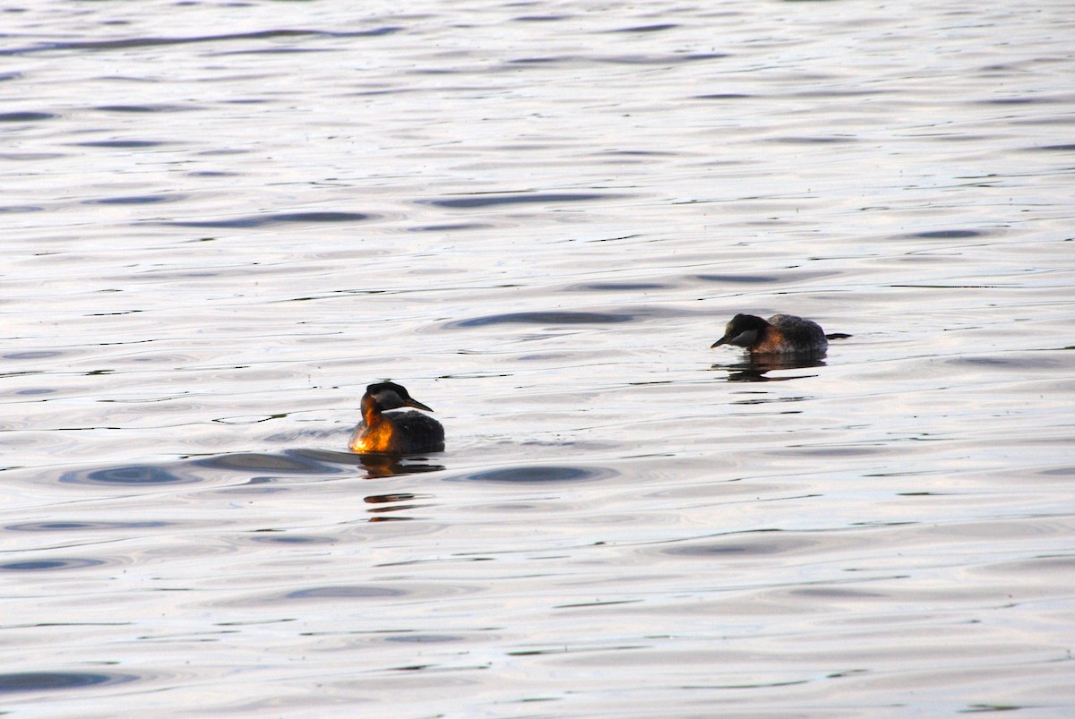 Red-necked Grebe - ML638257199