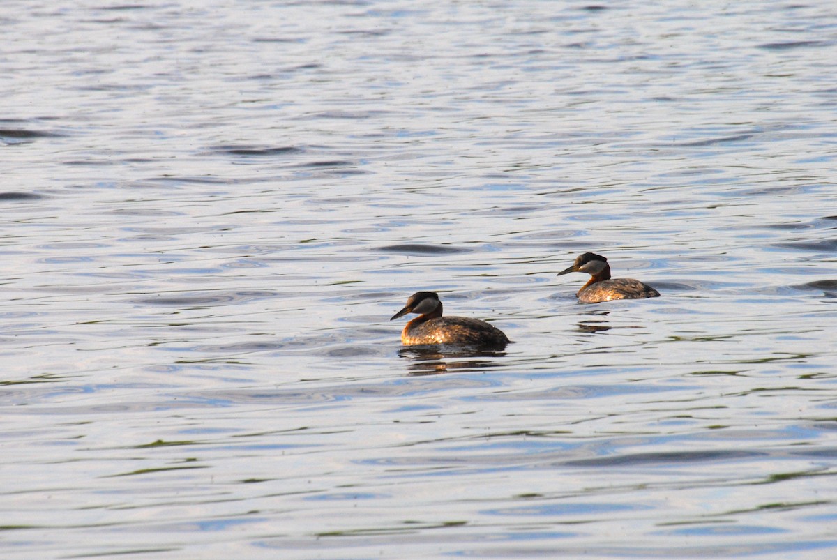 Red-necked Grebe - ML638257201