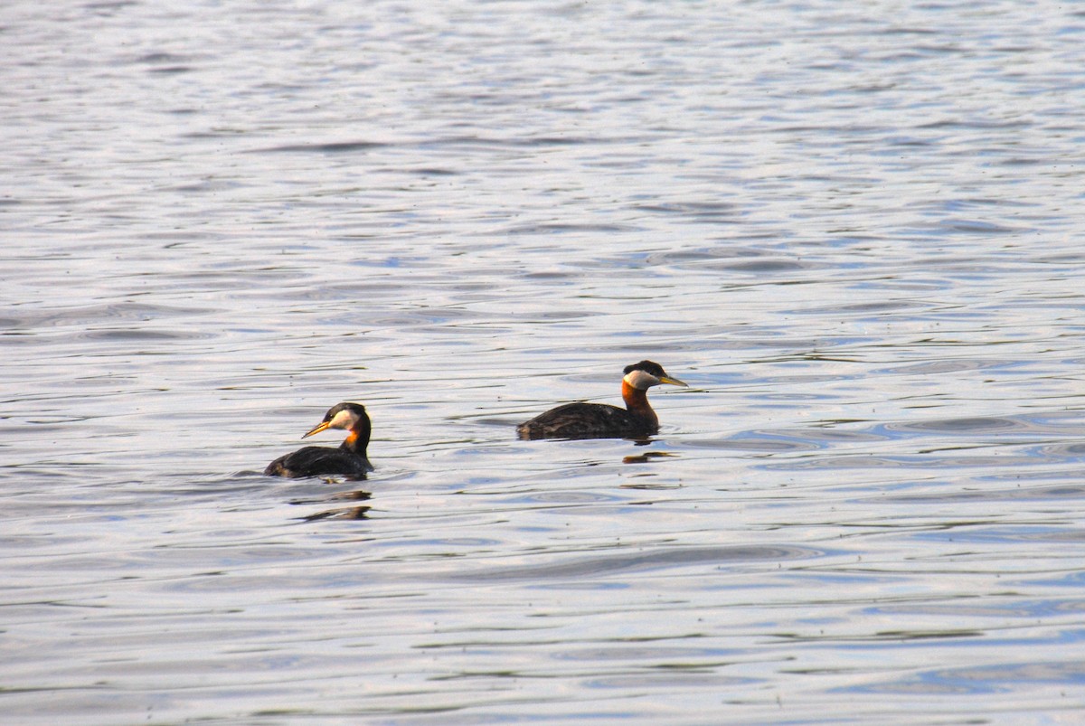 Red-necked Grebe - ML638257204