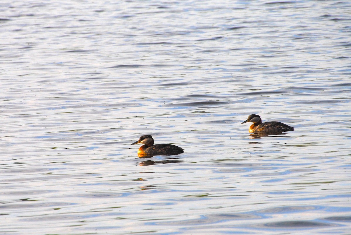 Red-necked Grebe - ML638257206