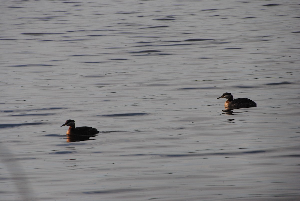 Red-necked Grebe - ML638257213