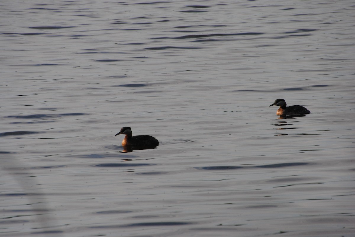 Red-necked Grebe - ML638257215