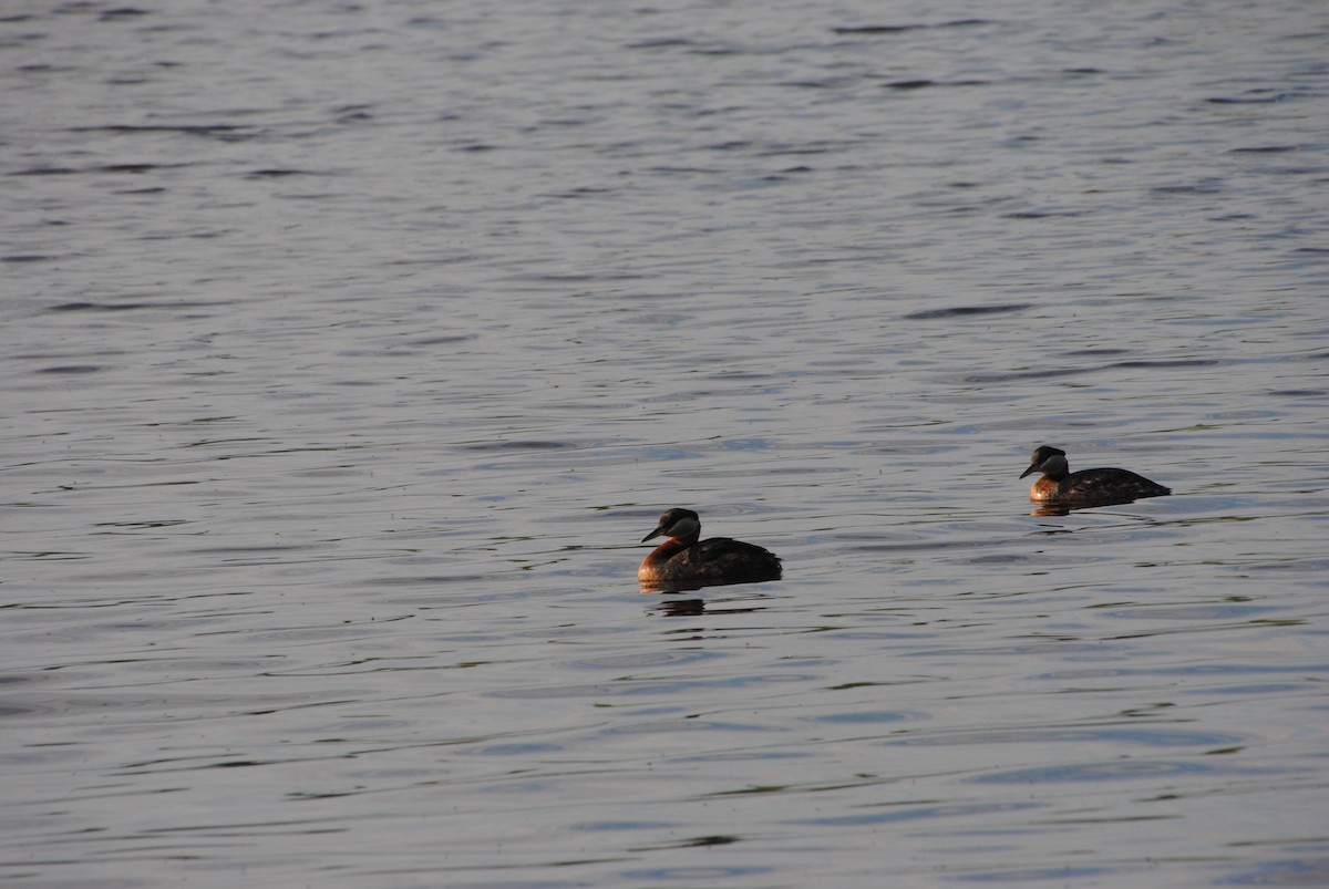 Red-necked Grebe - ML638257216