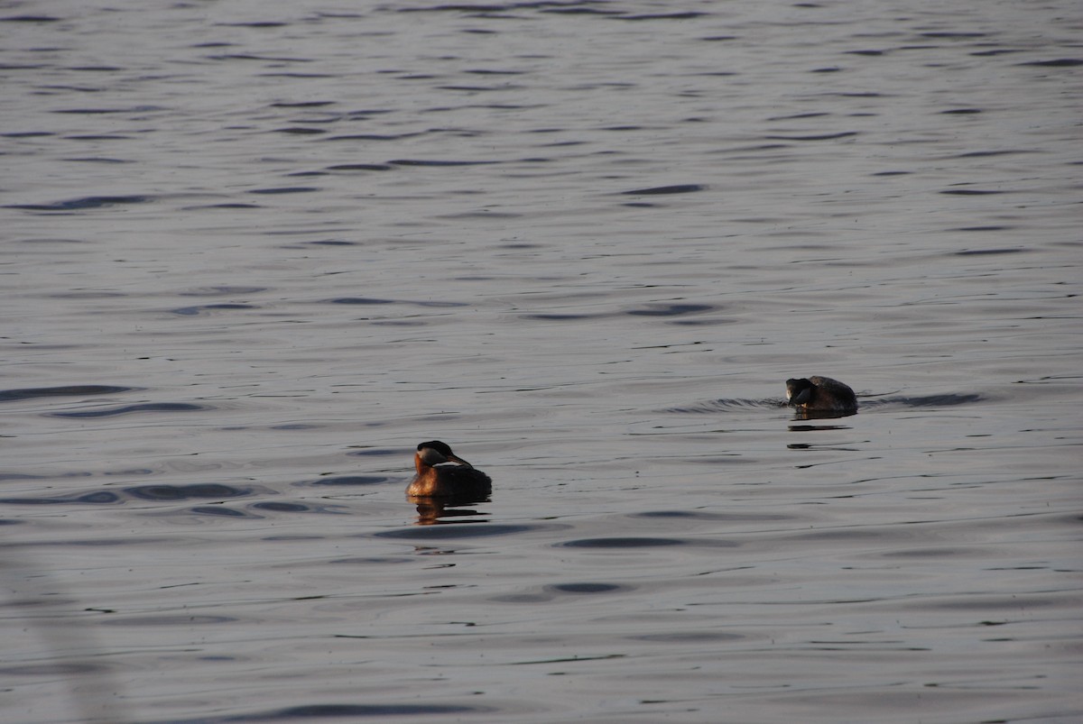 Red-necked Grebe - ML638257217