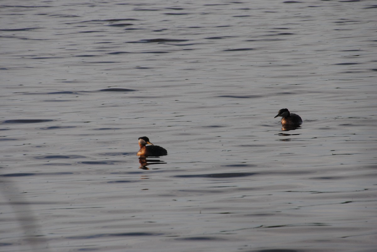 Red-necked Grebe - ML638257218