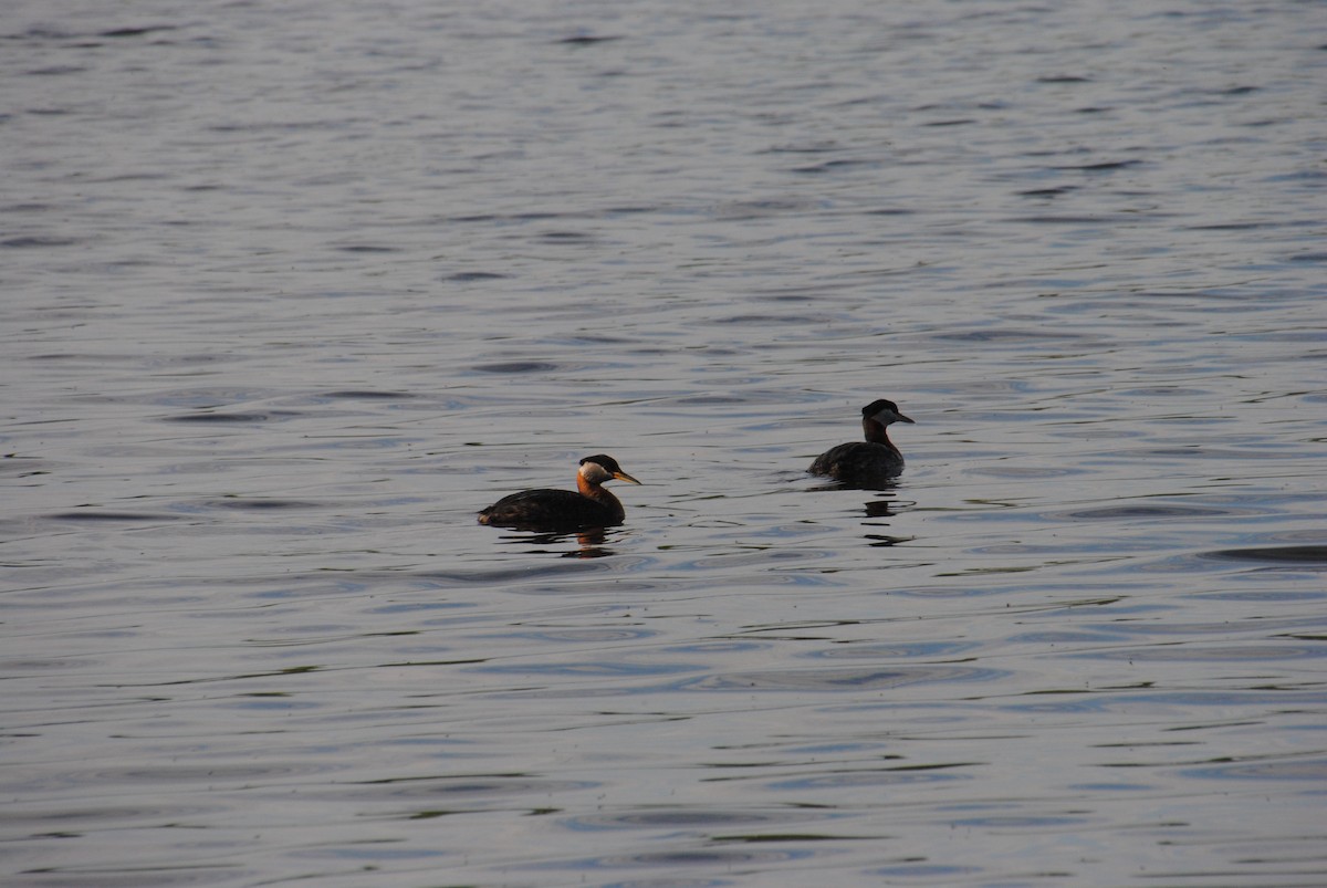 Red-necked Grebe - ML638257219