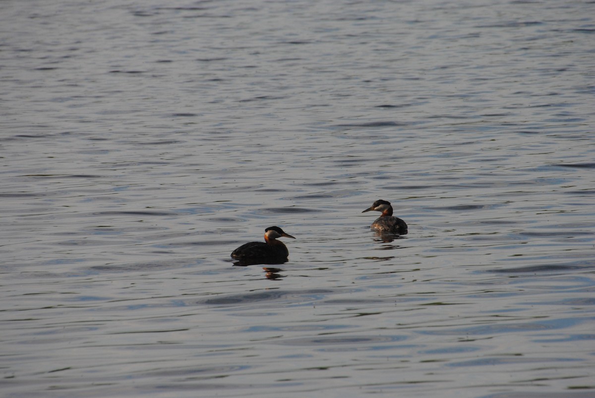 Red-necked Grebe - ML638257220