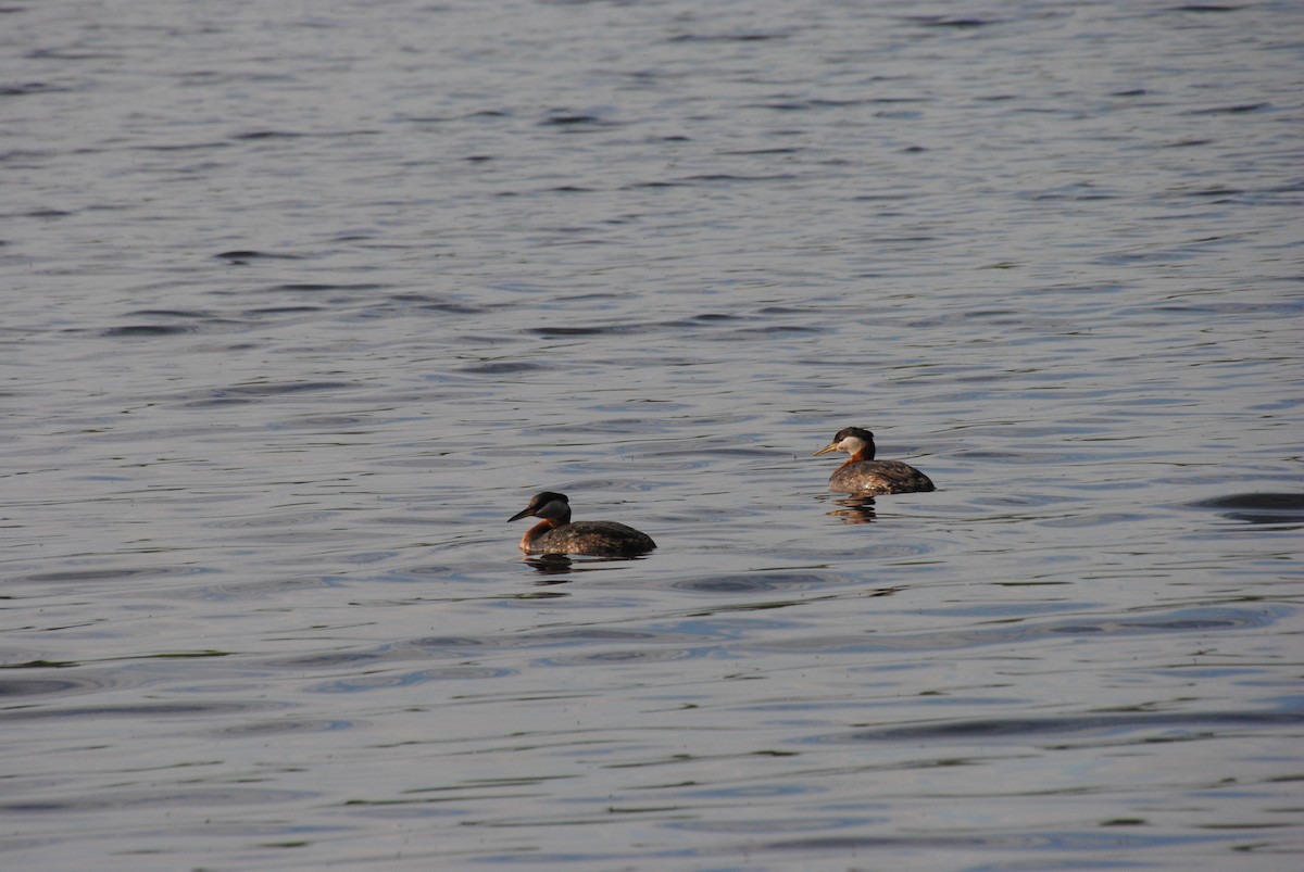 Red-necked Grebe - ML638257221