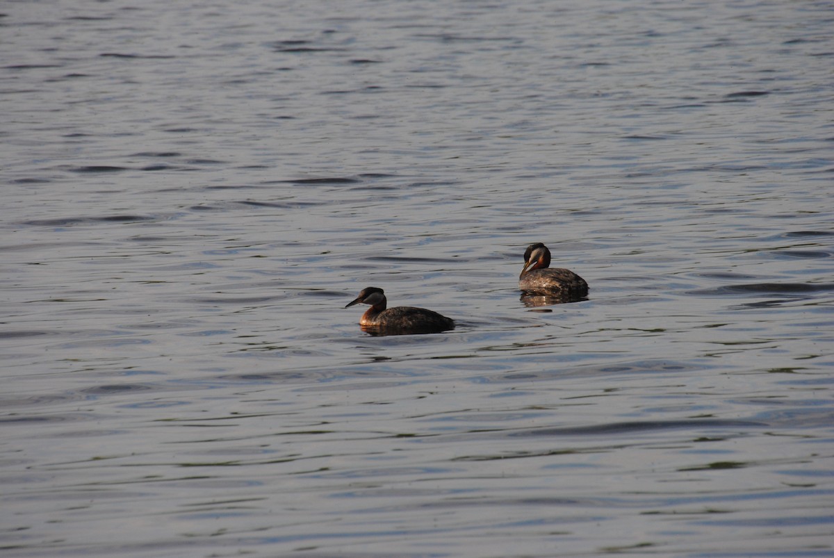 Red-necked Grebe - ML638257222