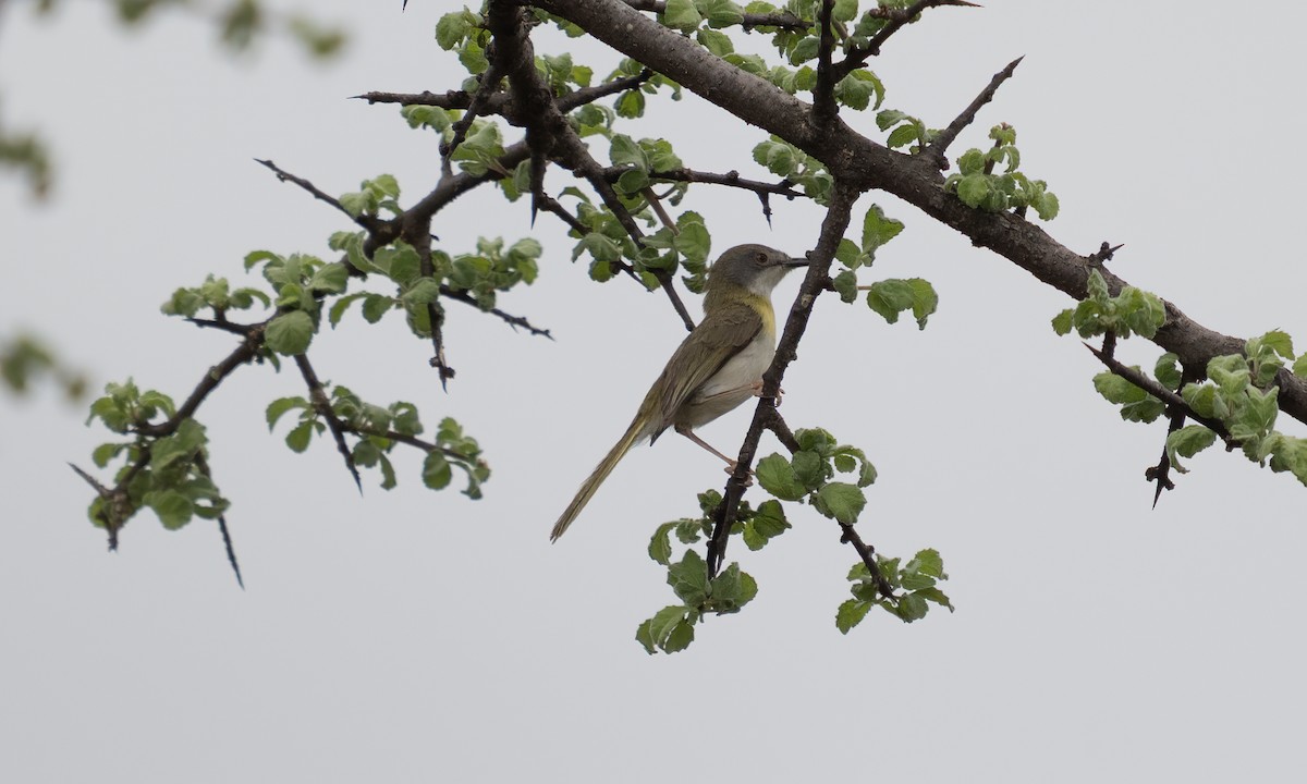 Yellow-breasted Apalis - ML638257227