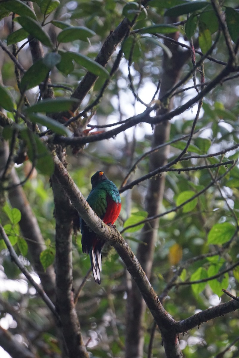 White-tipped Quetzal - ML638257240