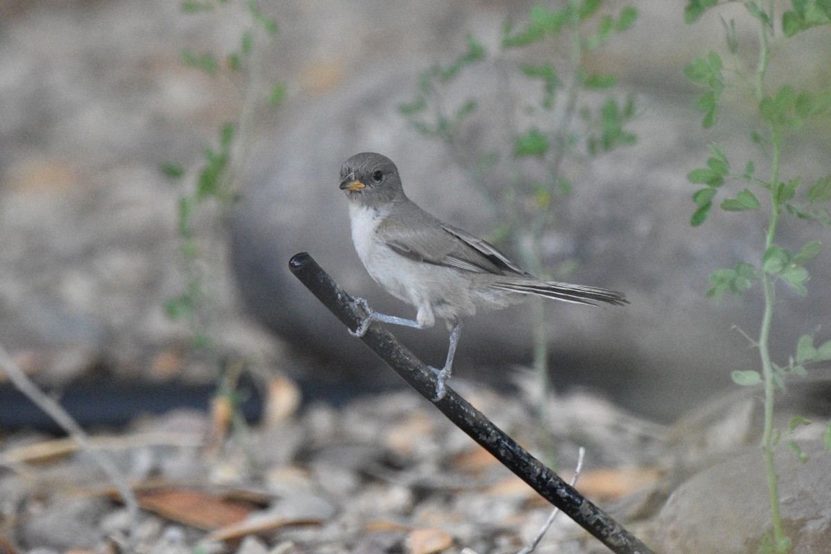 Verdin - ML638257250