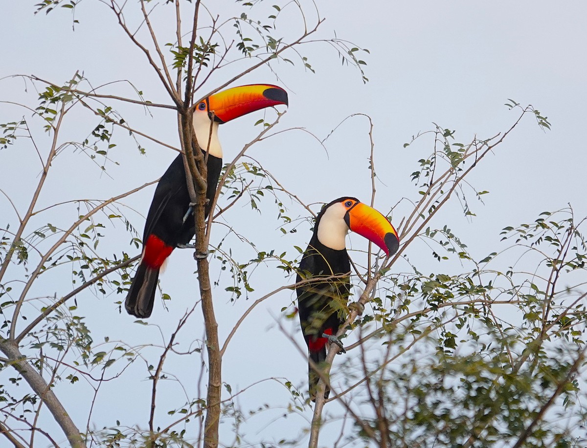 Toco Toucan - ML638257253