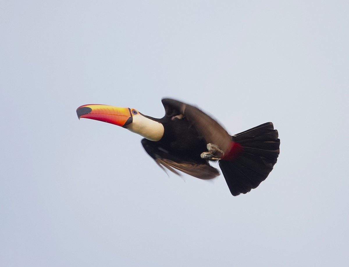 Toco Toucan - ML638257254