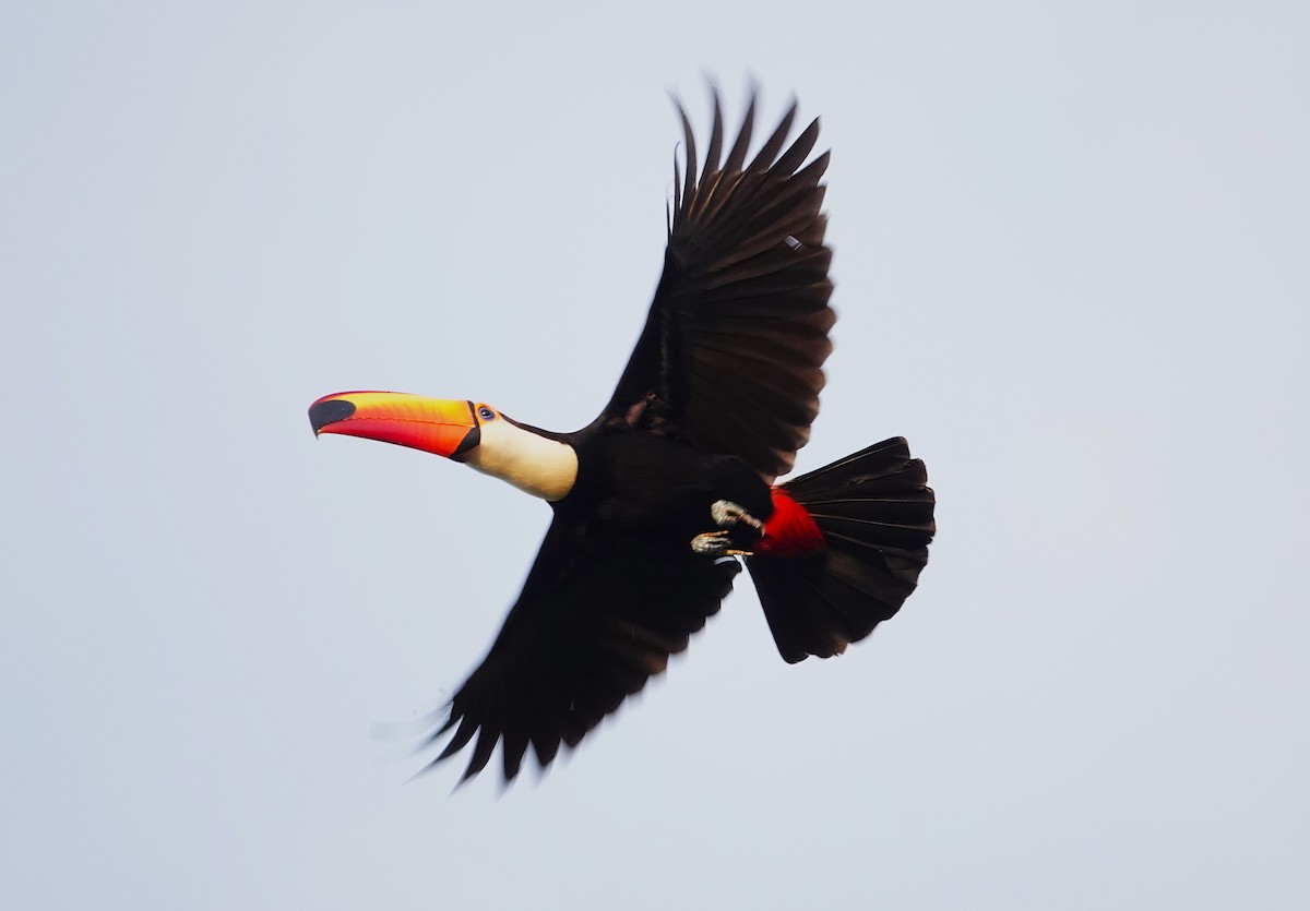 Toco Toucan - ML638257255