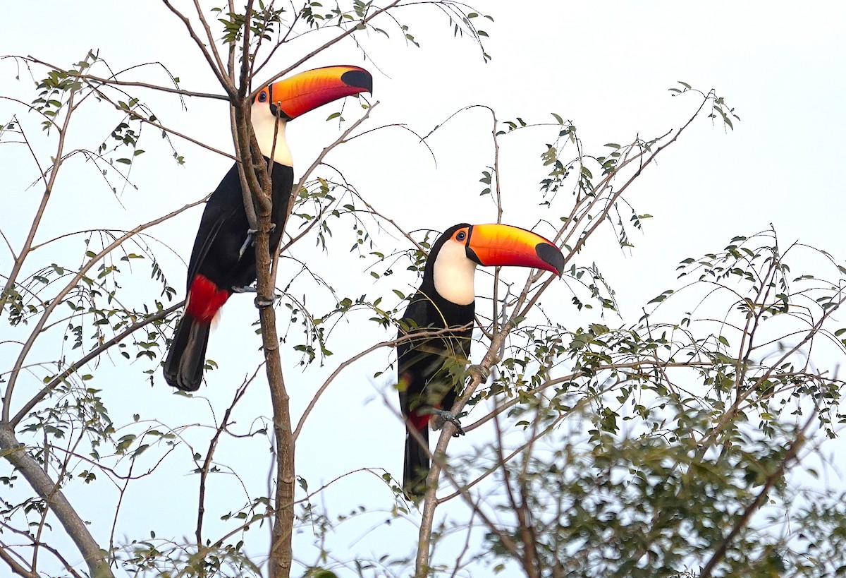 Toco Toucan - ML638257256