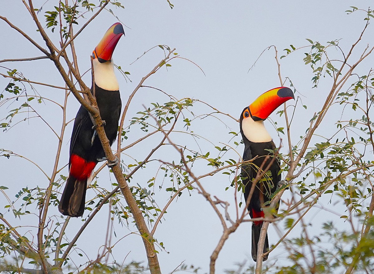 Toco Toucan - ML638257257