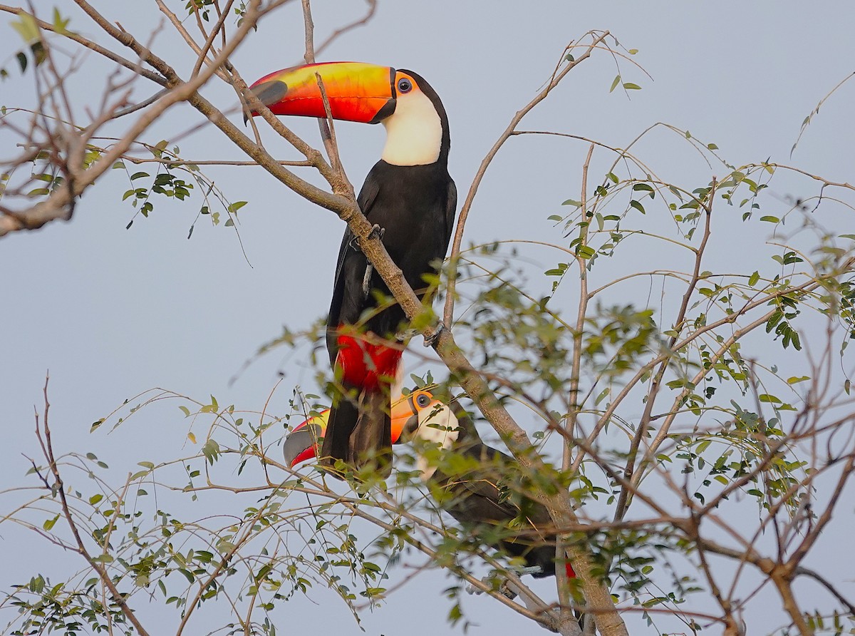 Toco Toucan - ML638257258