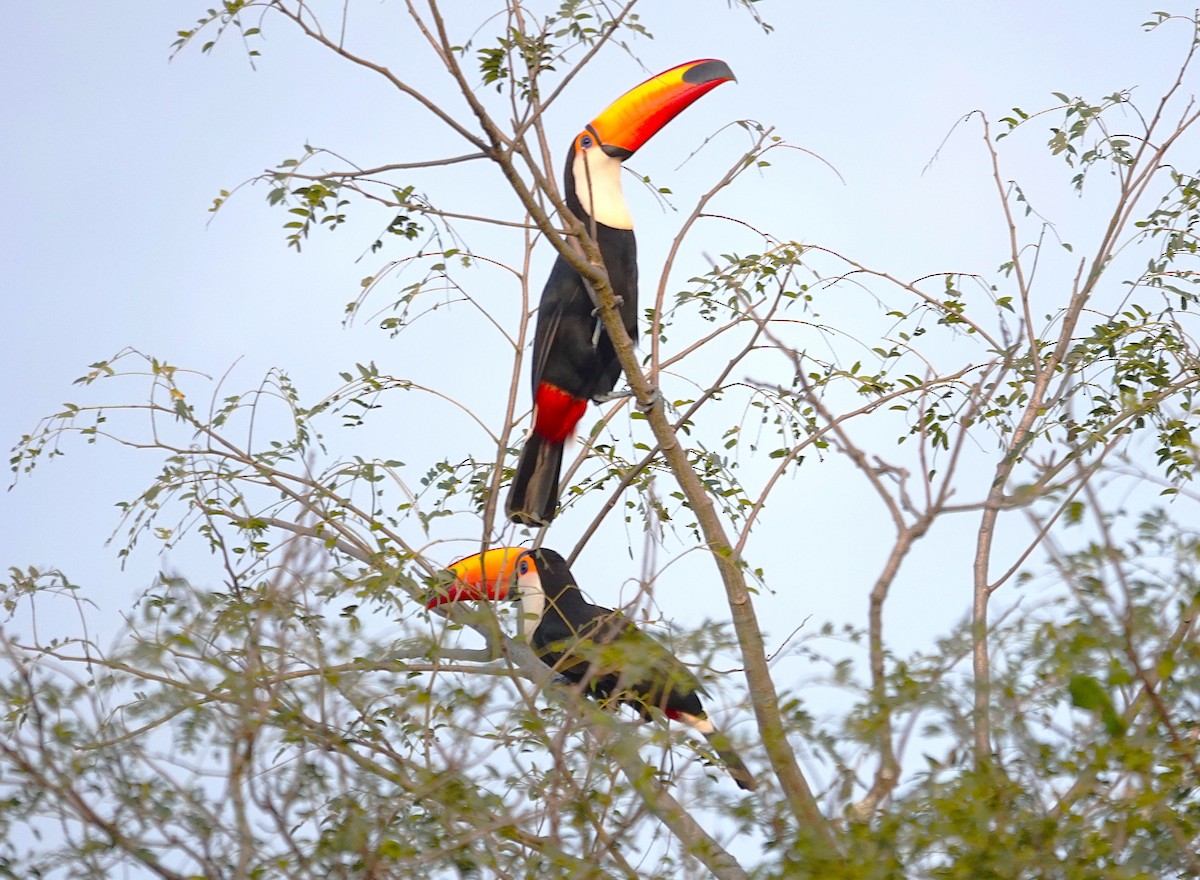 Toco Toucan - ML638257259