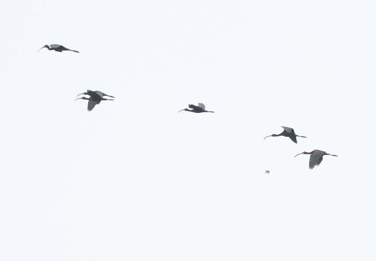 White-faced Ibis - ML638257279